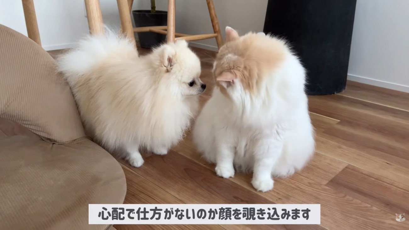 体調不良のレモンさんと優しいポテチくん3