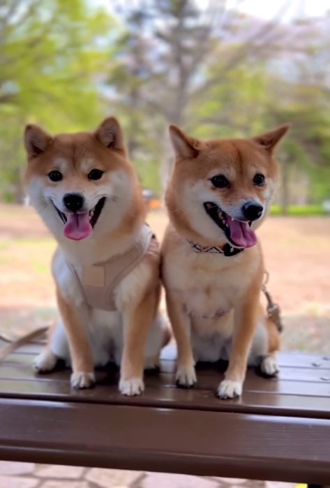 仲良く並ぶ姉妹犬