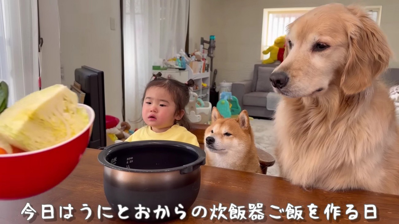 わんこのご飯を調理！