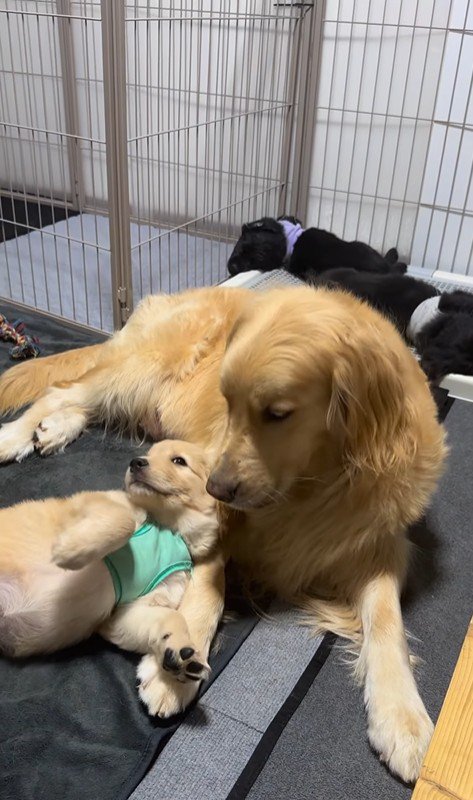 たのちゃんと赤ちゃん犬3