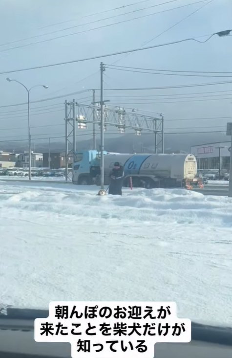 車の方を見つめる柴犬と気づいていない飼い主
