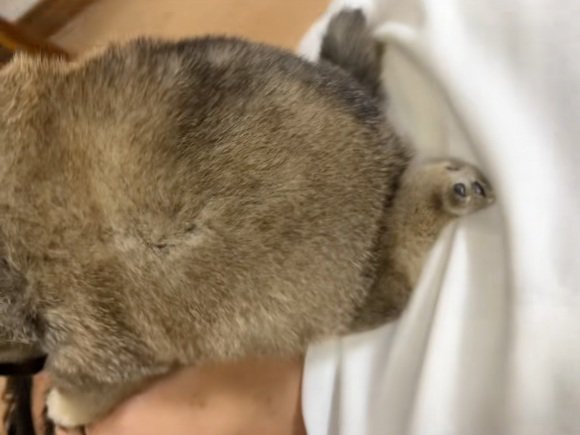 コロコロの子犬1