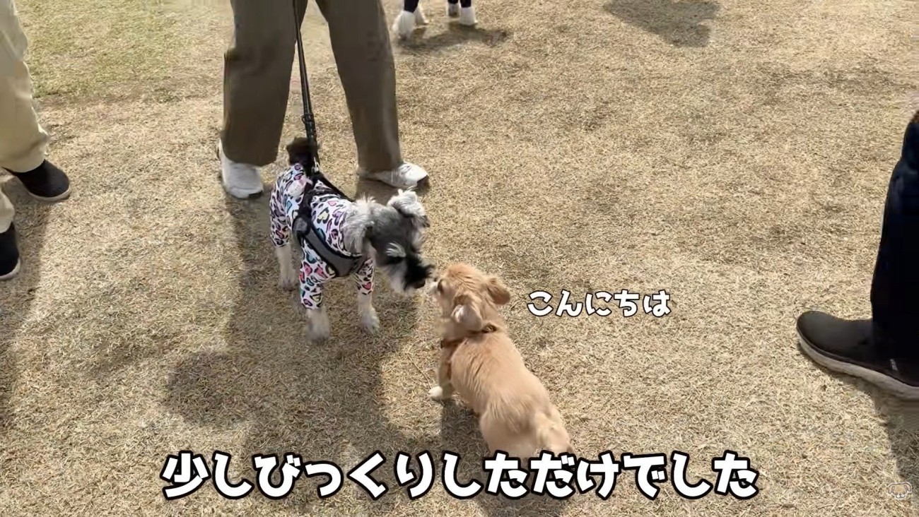 他の子にご挨拶♪