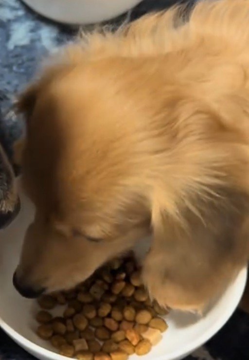 皿に入ったごはんを食べる犬