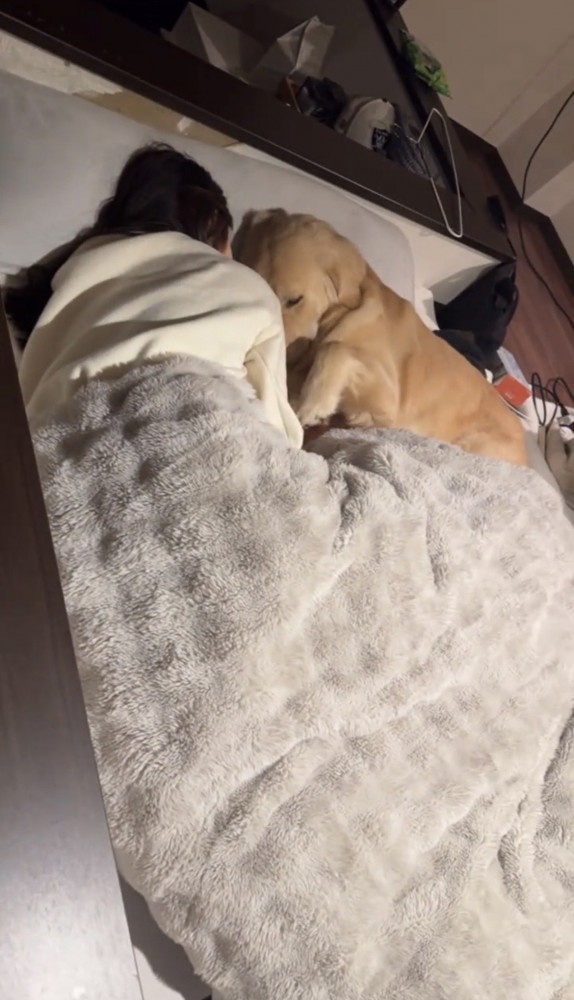 枕を共有してぴったりくっつく犬と人