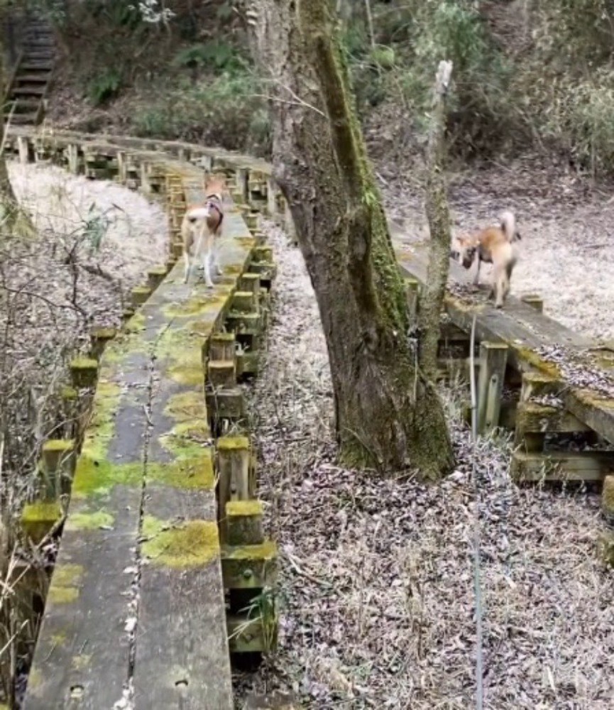 2つの遊歩道の間に立っている木