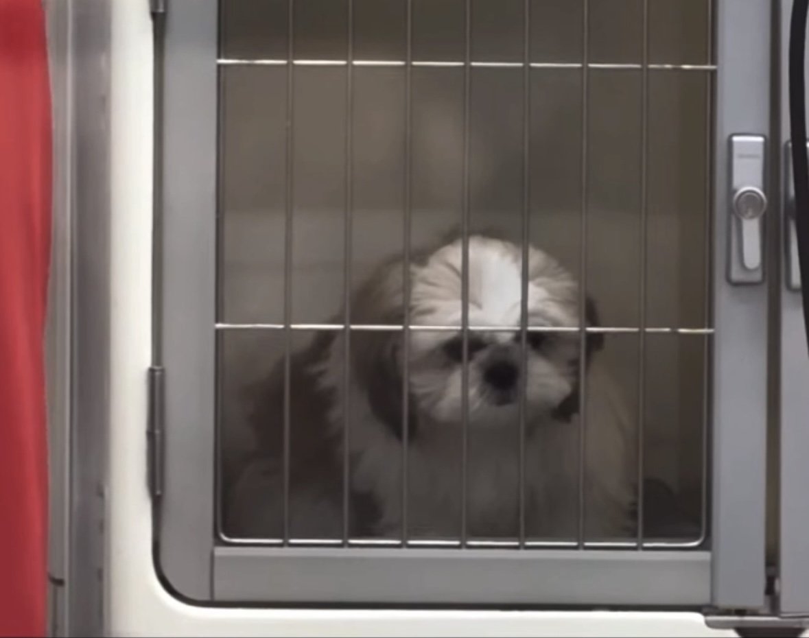 ケージに入る犬