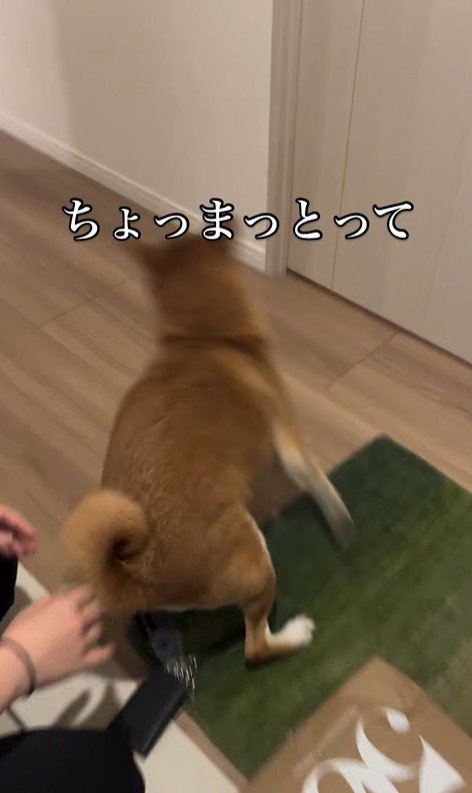 お姉ちゃん帰宅時のけいちゃん4