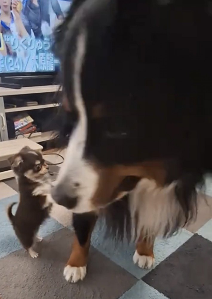 大型犬の方を向いて立ち上がる子犬
