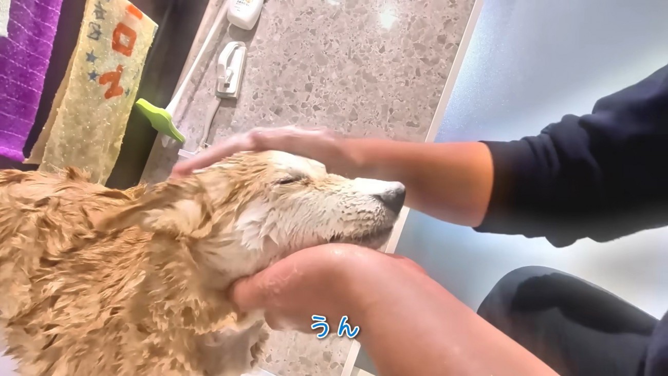 シャンプーをするスティーブくん8