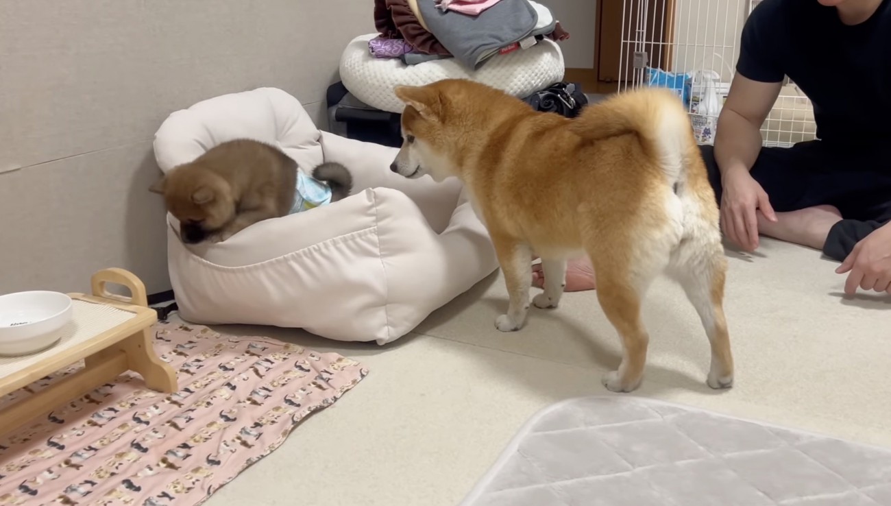 発見！不法侵入