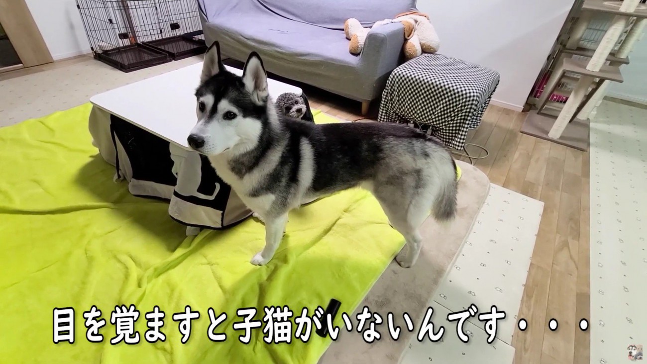 「じゅんちゃんがいない！」