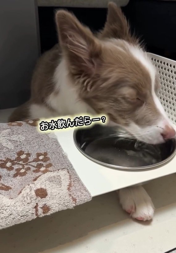 水を飲むピエナちゃん