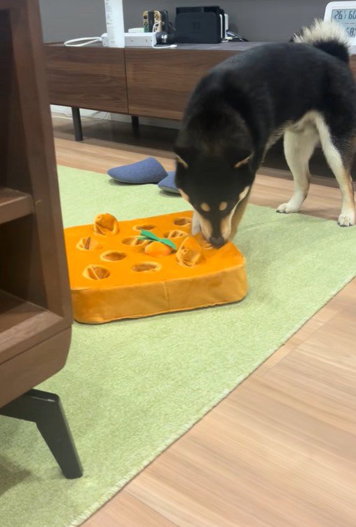 知育おもちゃで遊ぶくろべえ君7