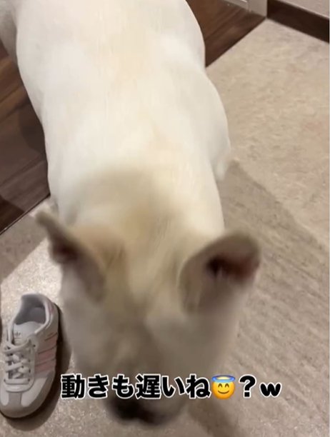 犬のアップ