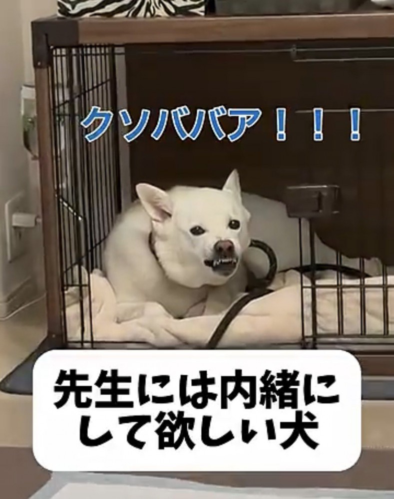 牙を見せて怒る犬