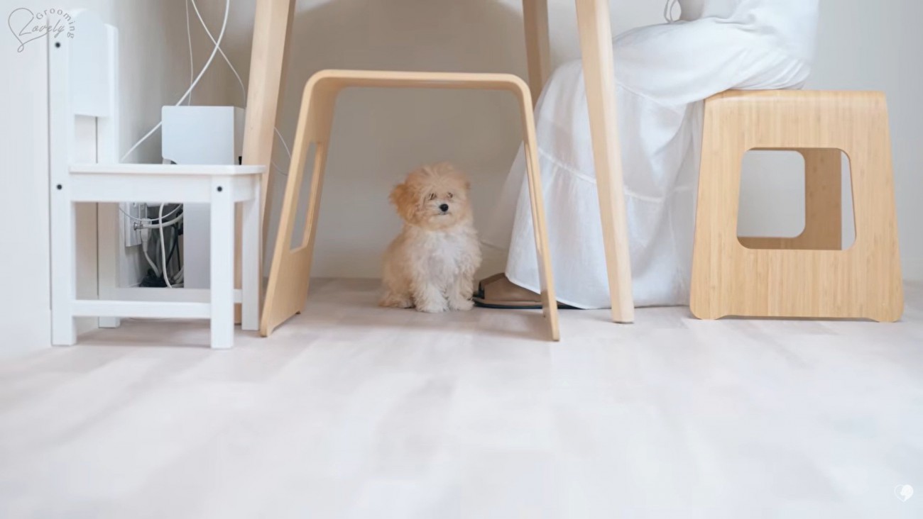 マルプーのぽぬちゃん