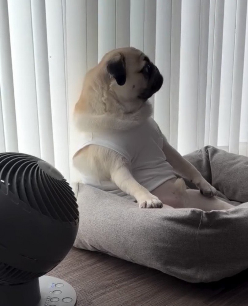 横を見つめる犬