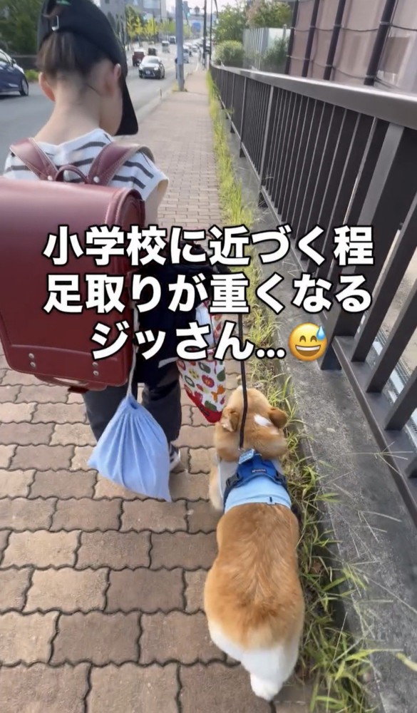 人のあとをゆっくり歩く犬