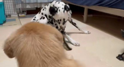 「え…いまのなに…？」