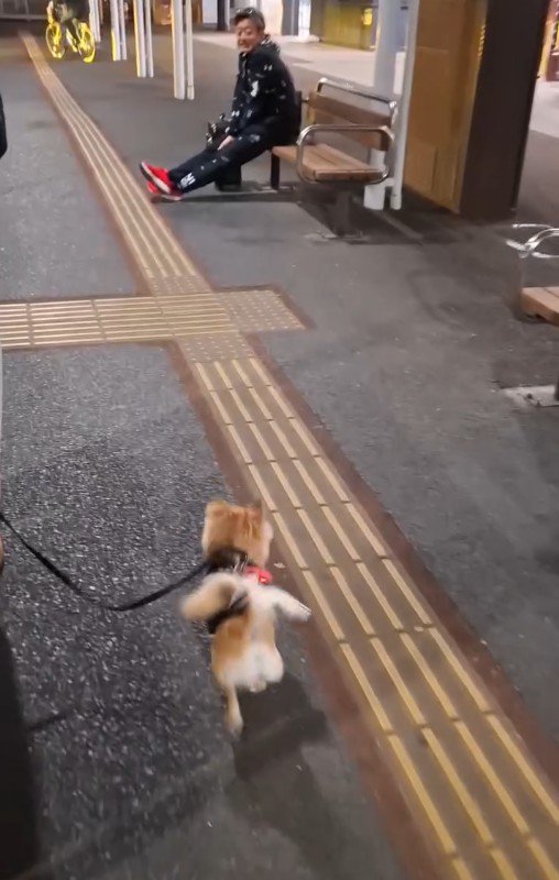 CoCoちゃんとパパさんの再会