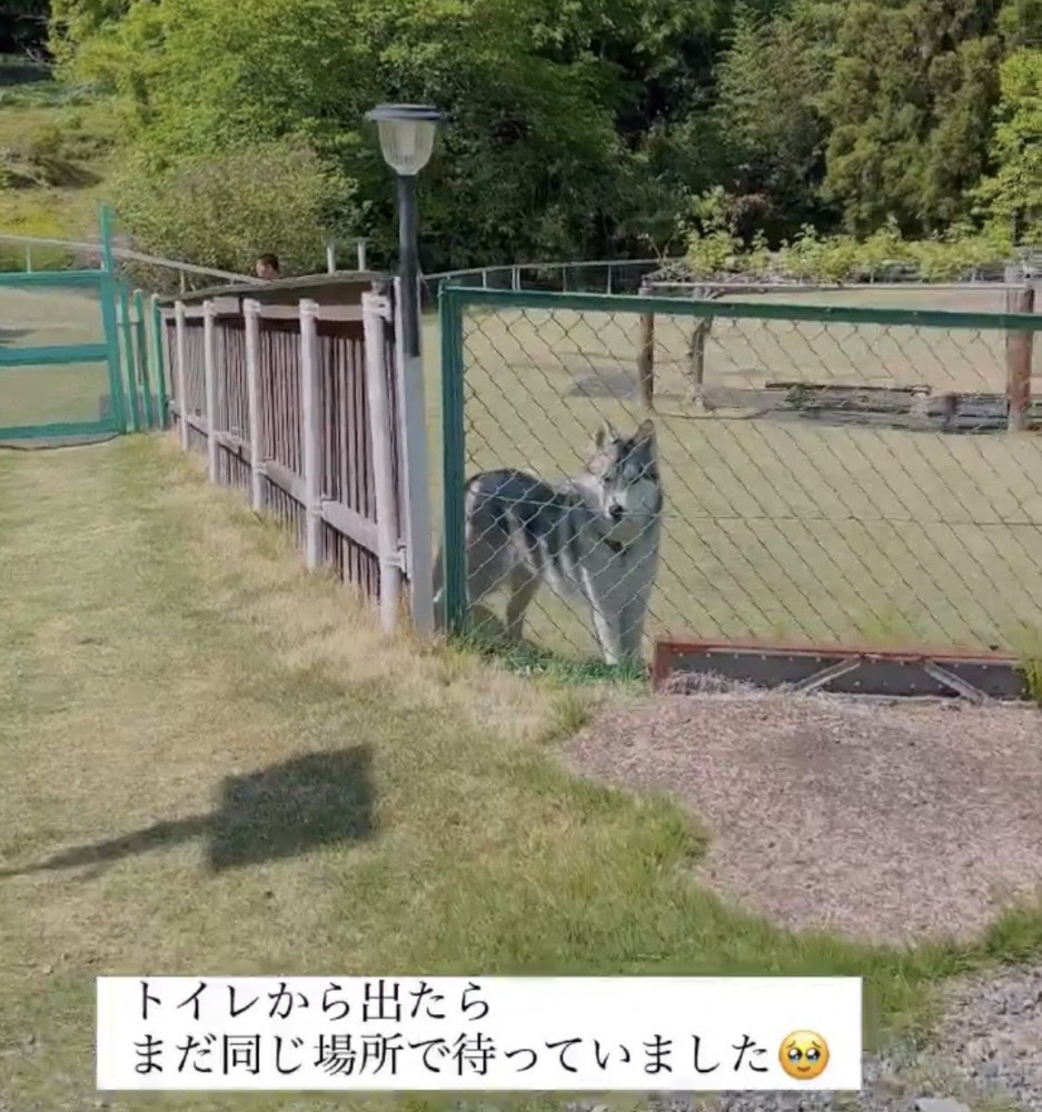 フェンス越しにこちらを見つめる犬