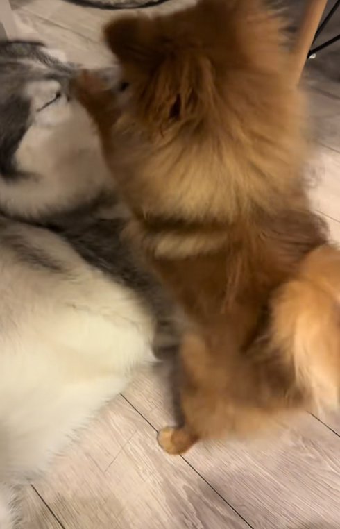 大型犬に甘える小型犬