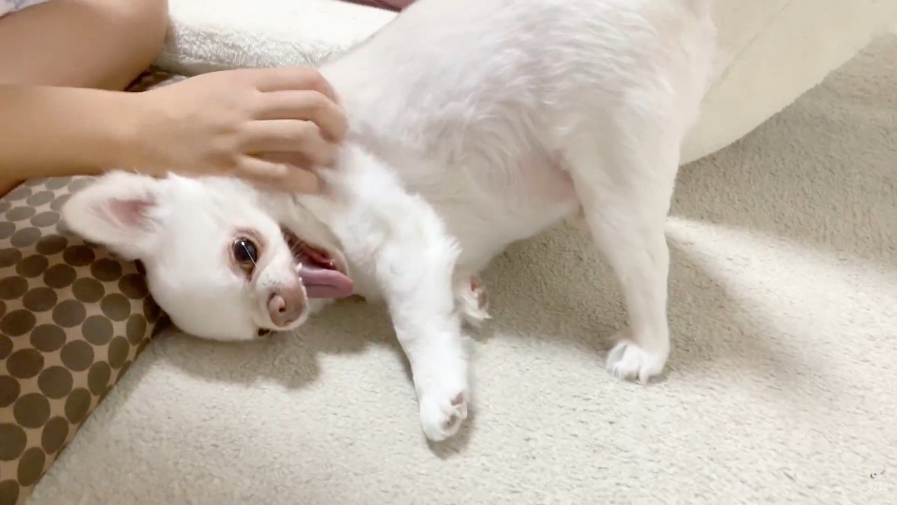 お姉ちゃんと喧嘩した時のコハクくん2