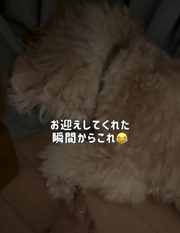 かまぼこちゃんに触れるママ