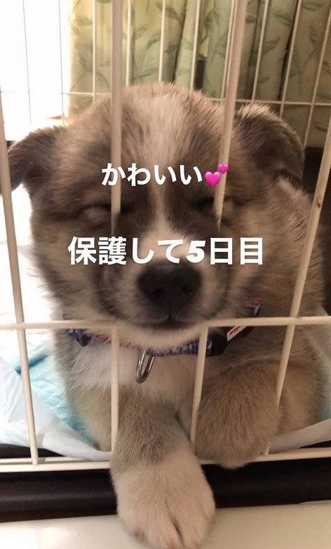 サスケくんの変化4