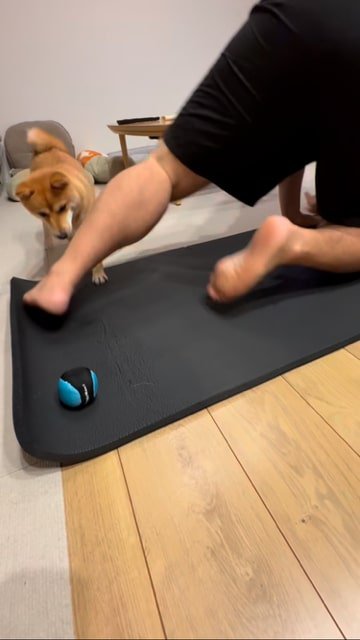 体勢を変える飼い主、ボールを見つめる犬