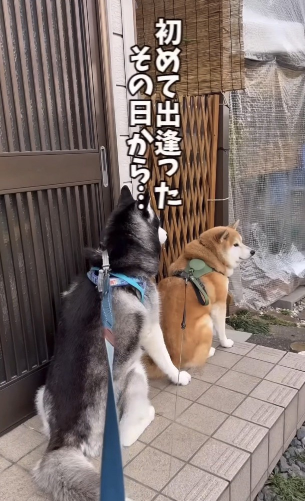 玄関前で待つ2匹の犬