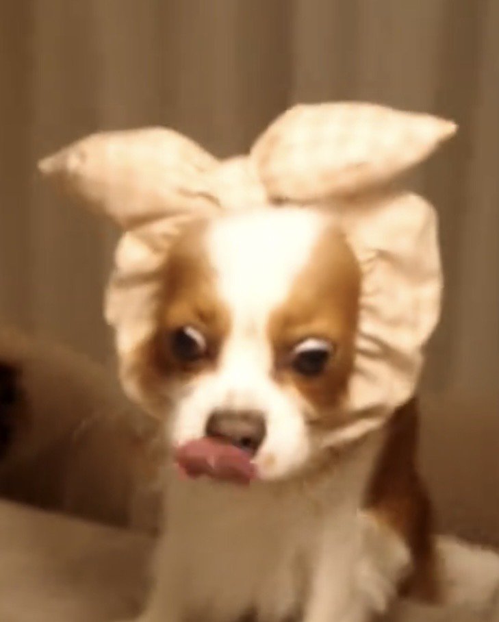 舌なめずりする犬