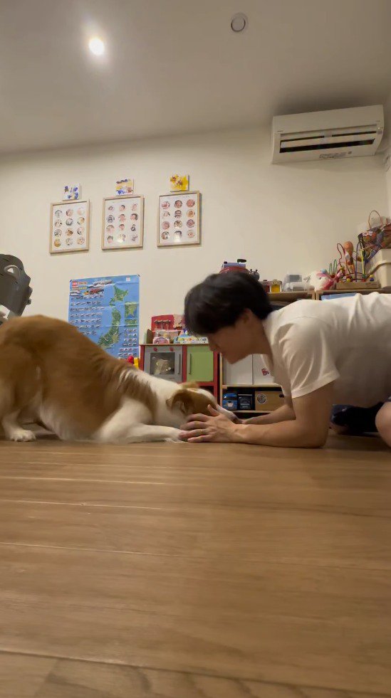 飼い主の前でふせをする犬