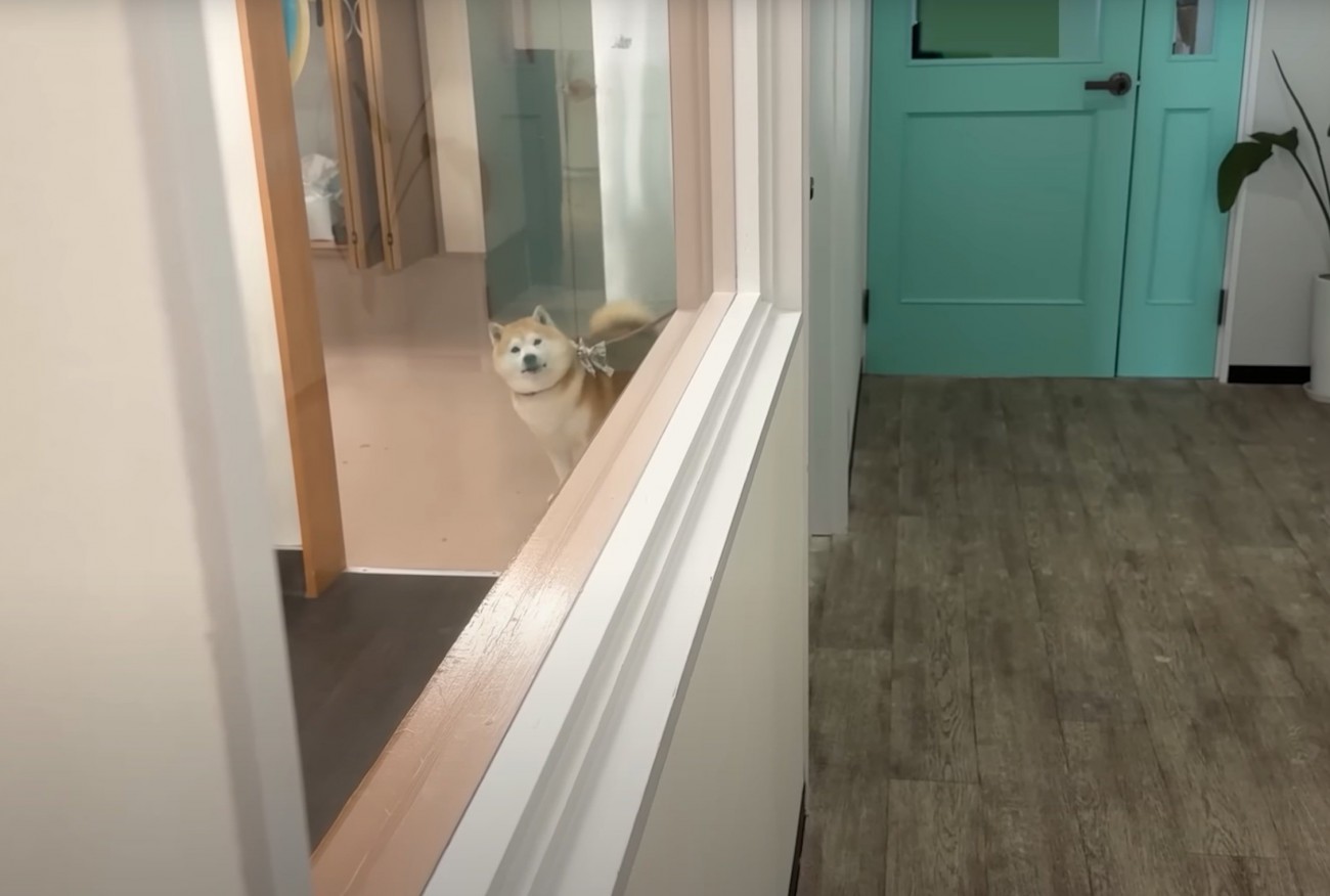 驚いて固まる柴犬