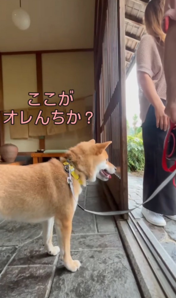 家の中をキョロキョロ