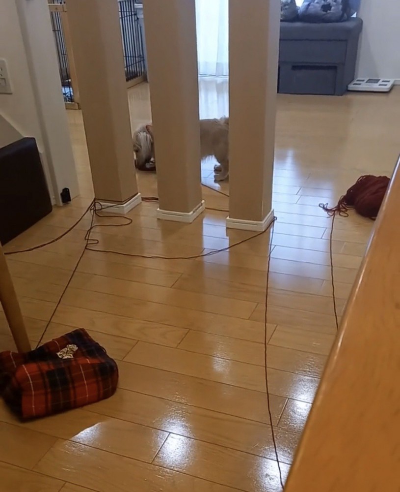 柱の間にいる犬