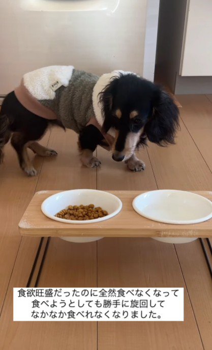 ご飯の前で旋回してしまう