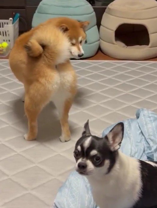 「この犬どうにかして…」