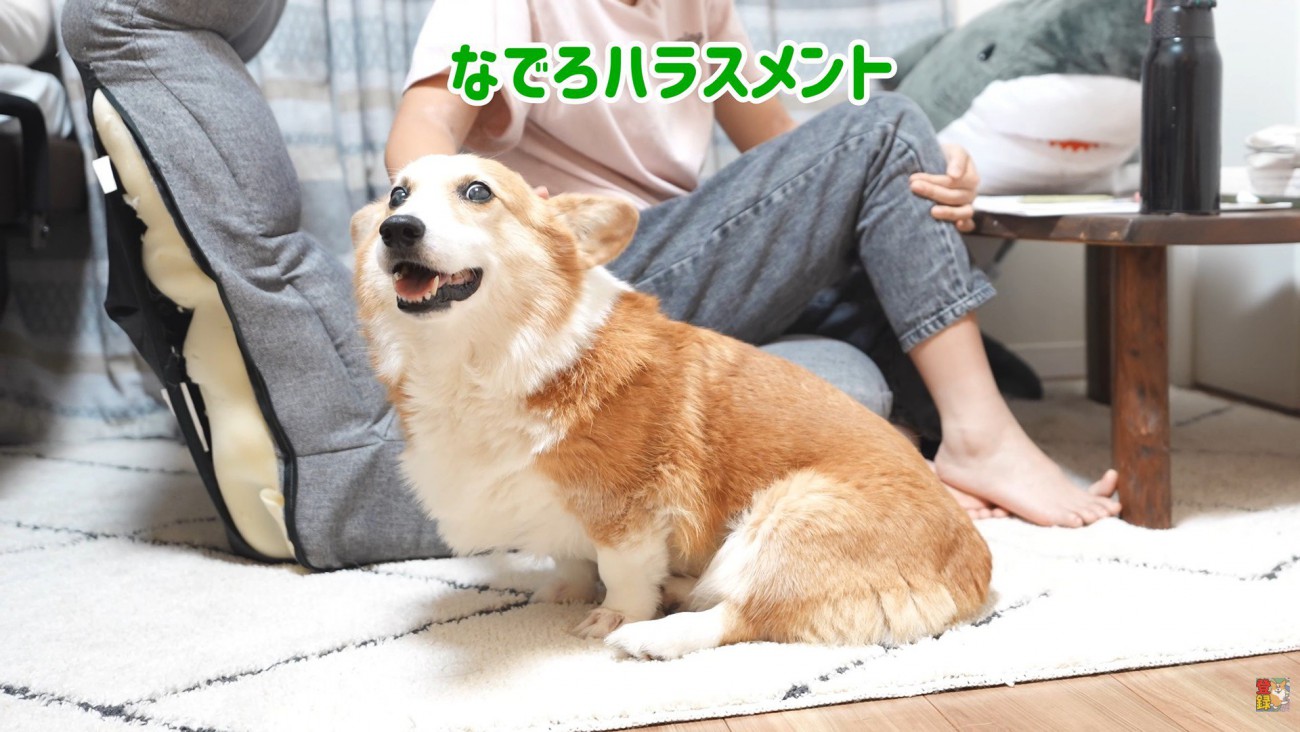 はなちゃんは「撫でろ」と要求