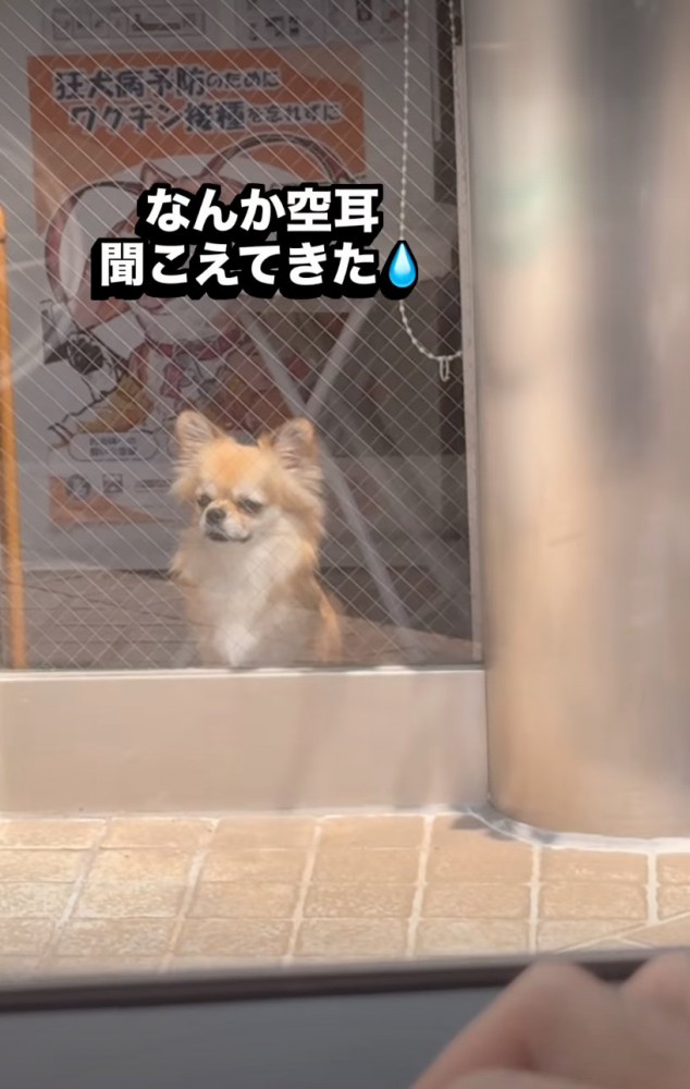 悲しそうな犬