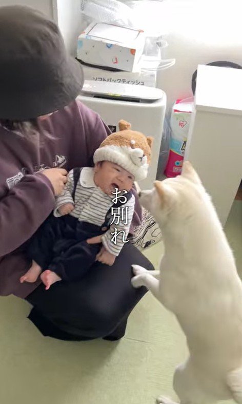 おまめちゃんと赤ちゃんの別れ2