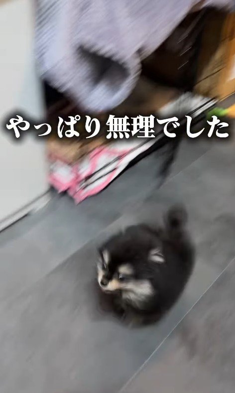 ビビッて逃げる姿が可愛い♡