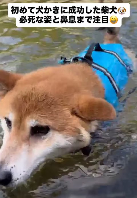 初めて犬かきする柴犬