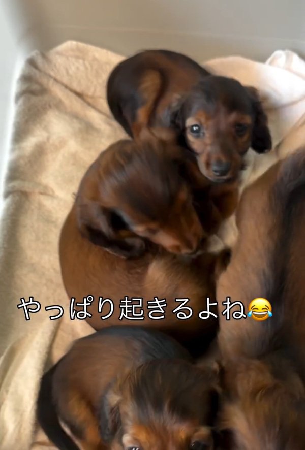 続々と起きだす子犬