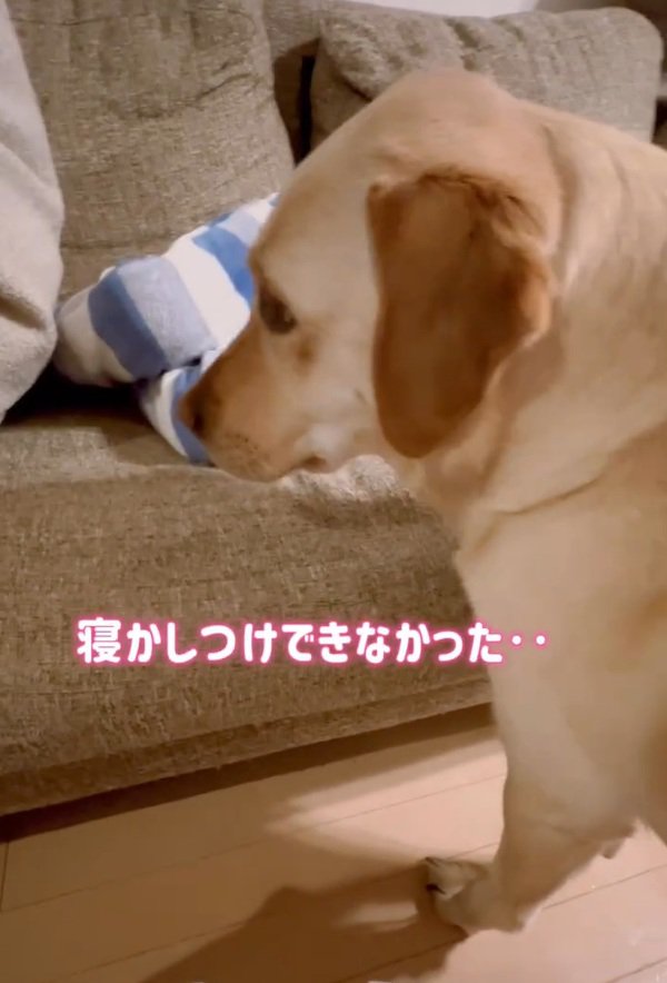 寝かしつけできなかったダッフィーちゃん