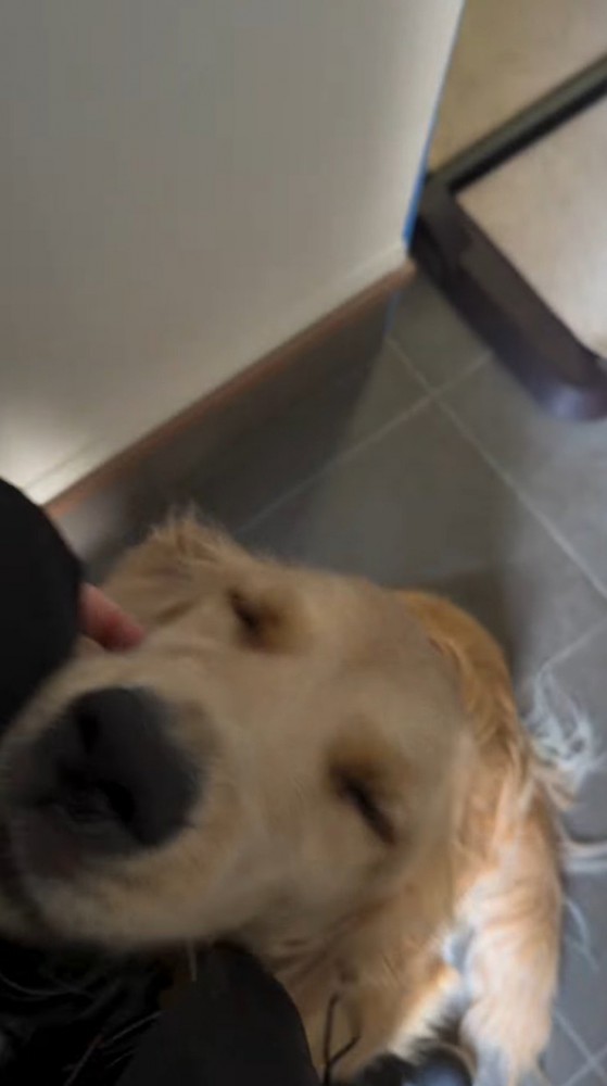 飼い主に体をくっつける犬