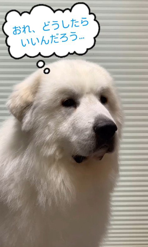 マハロくんと赤ちゃん4