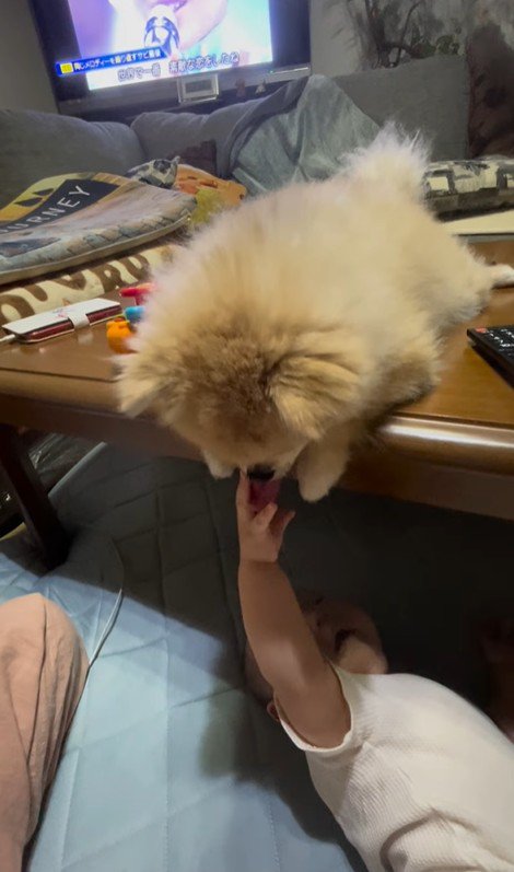 イクラちゃんと赤ちゃん7