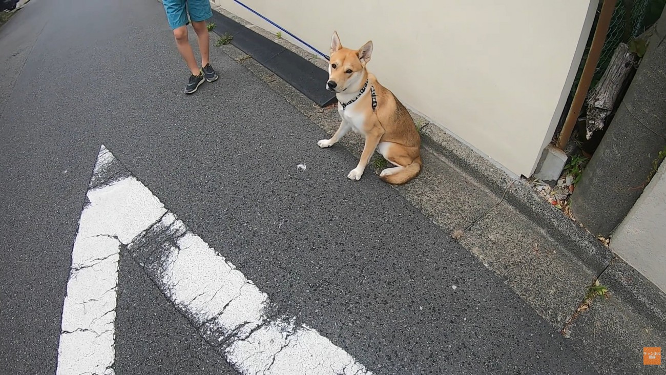 散歩中にお母さんに会った時のワンジローくん2